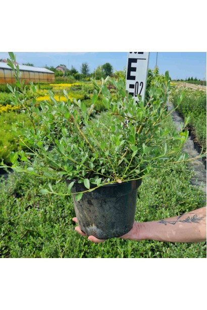 Ива пурпурная